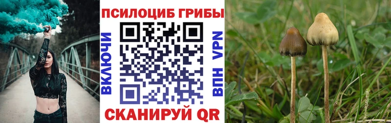 что такое   Крымск  гидра ТОР  Галлюциногенные грибы Psilocybine cubensis 